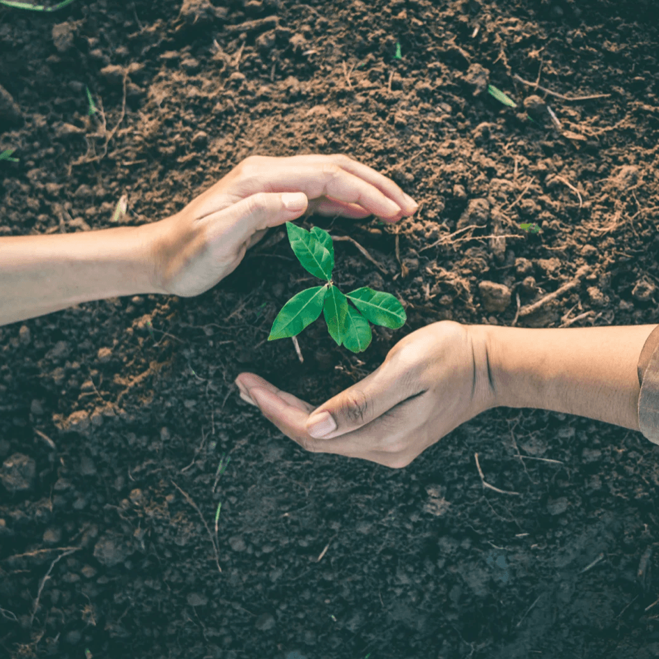 Collaborative care — hands nurturing a growing plant together